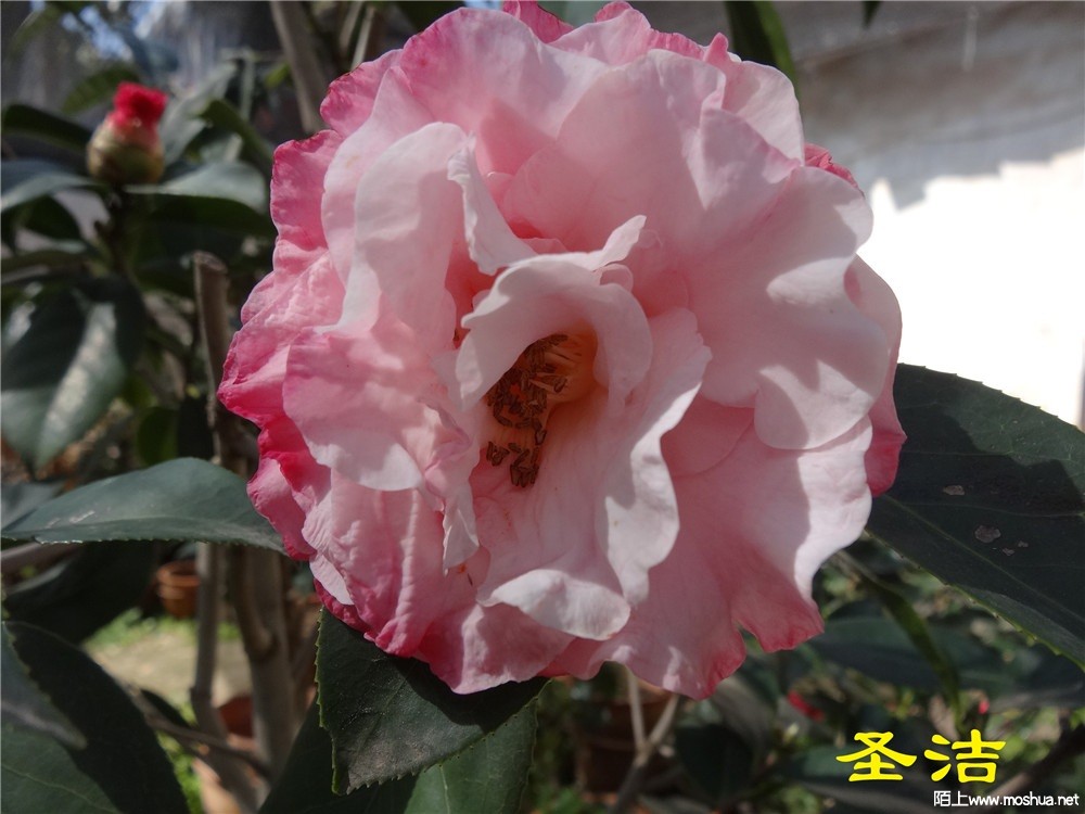 DSC05416.jpg