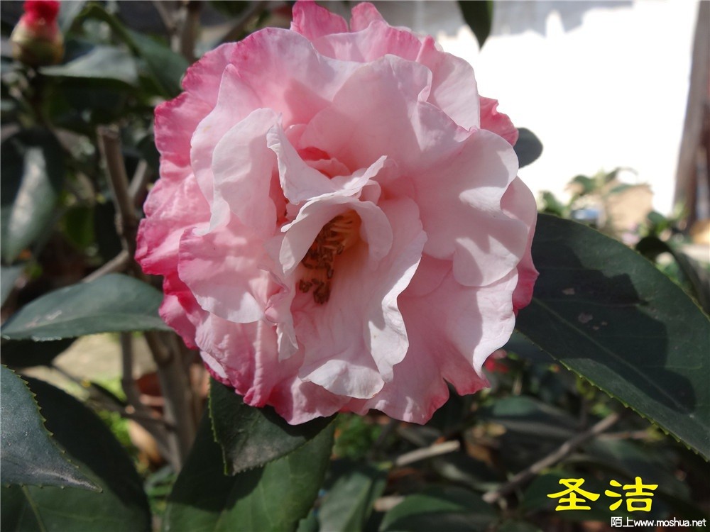 DSC05418.jpg