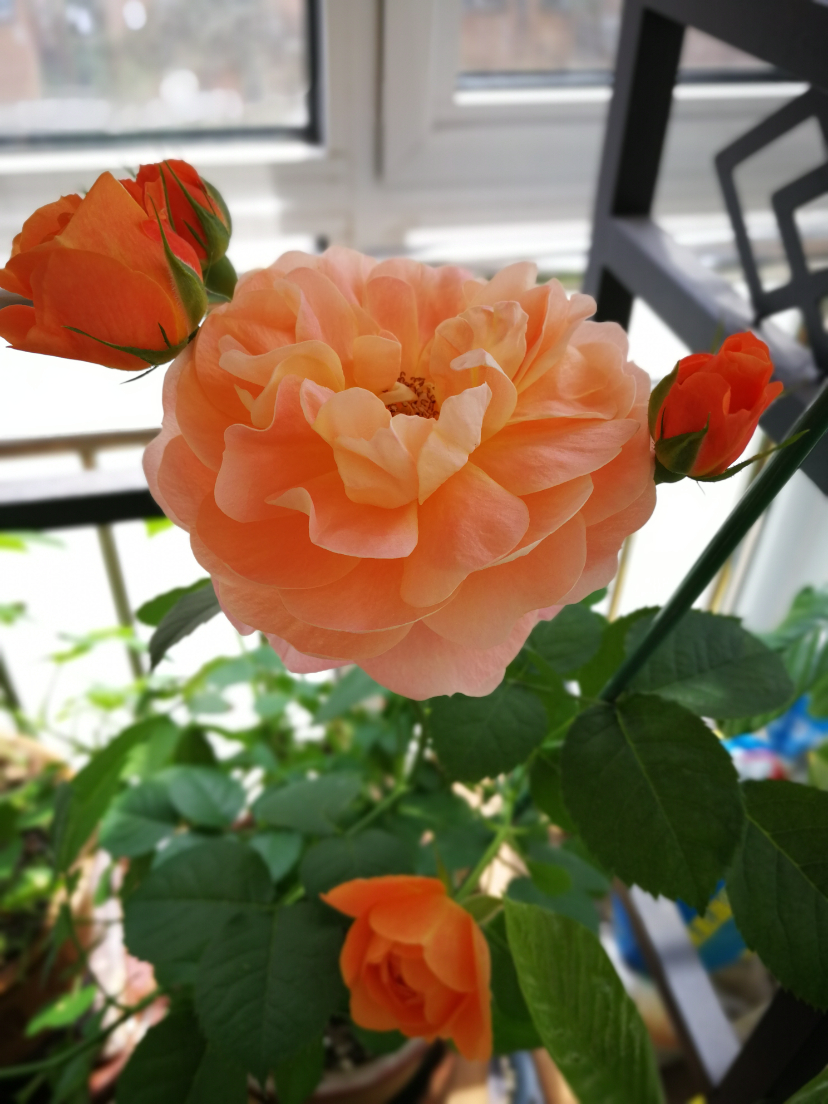 IMG_20220417_130320.jpg