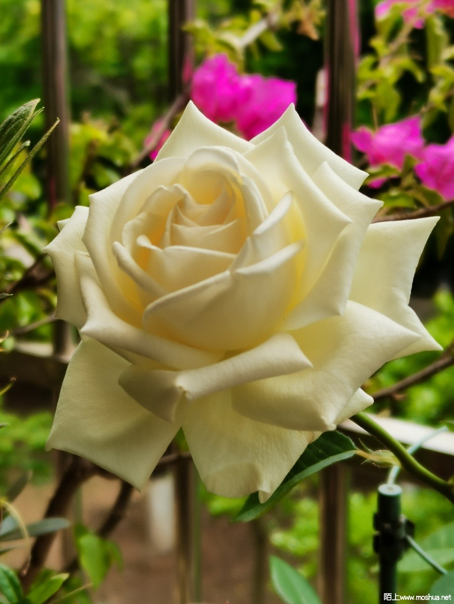 IMG_20220415_121518.jpg
