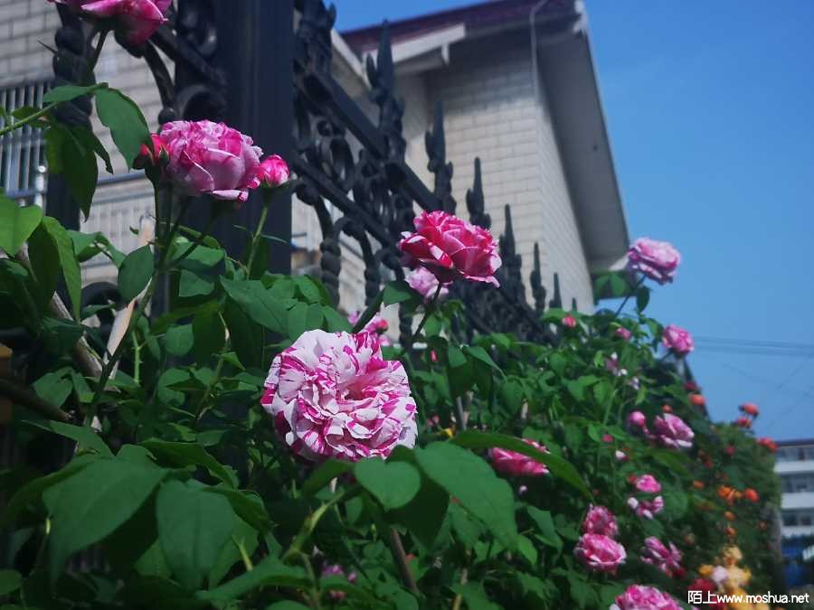 IMG_20220424_085211.jpg