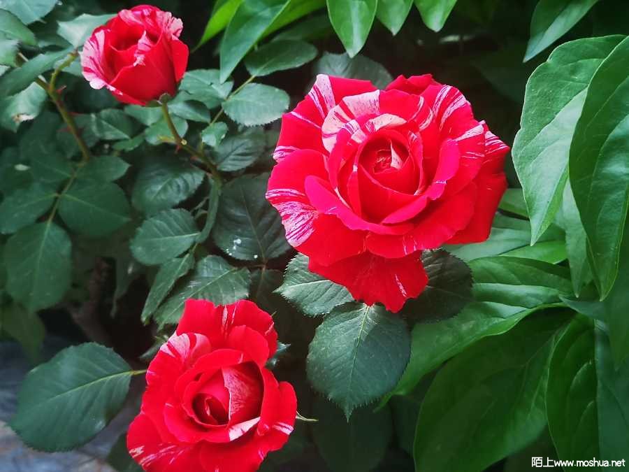 IMG_20220424_091728.jpg