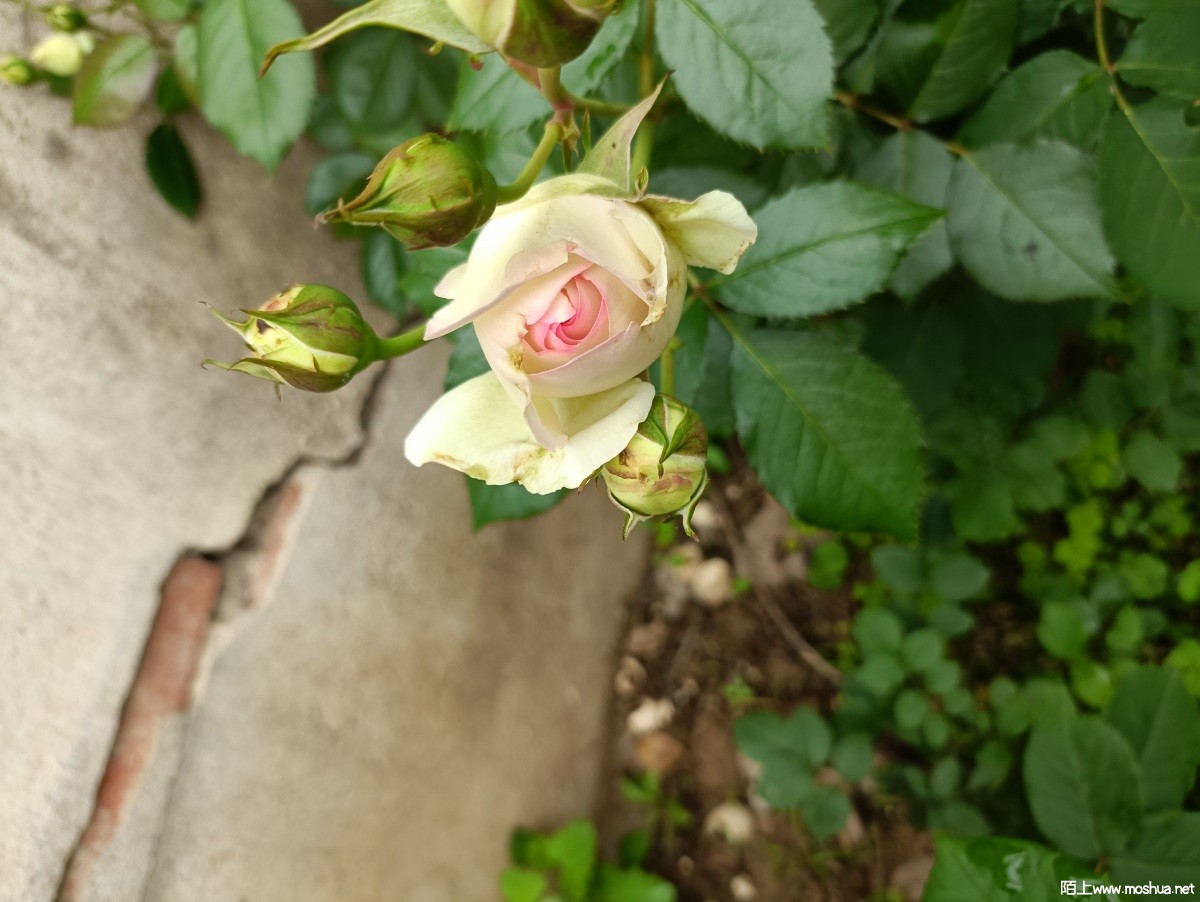 IMG_20220426_123954.jpg