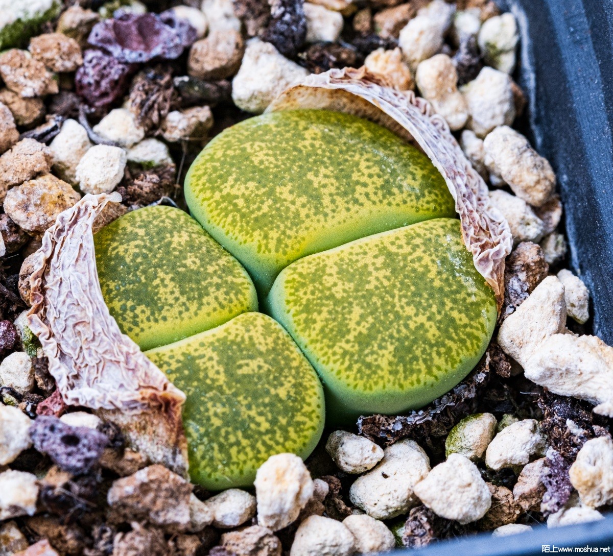 DSCF9395.jpg