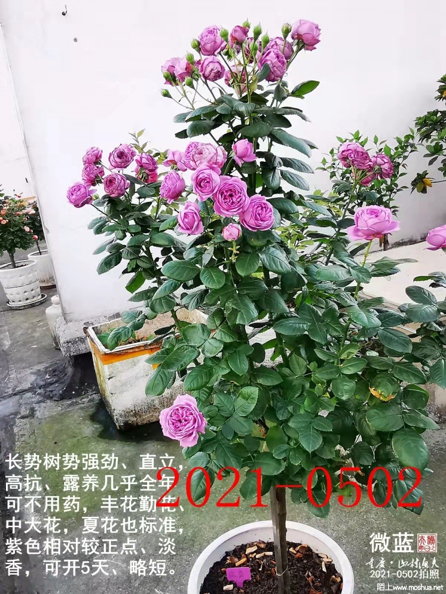 ΢��2021-05-02.jpg