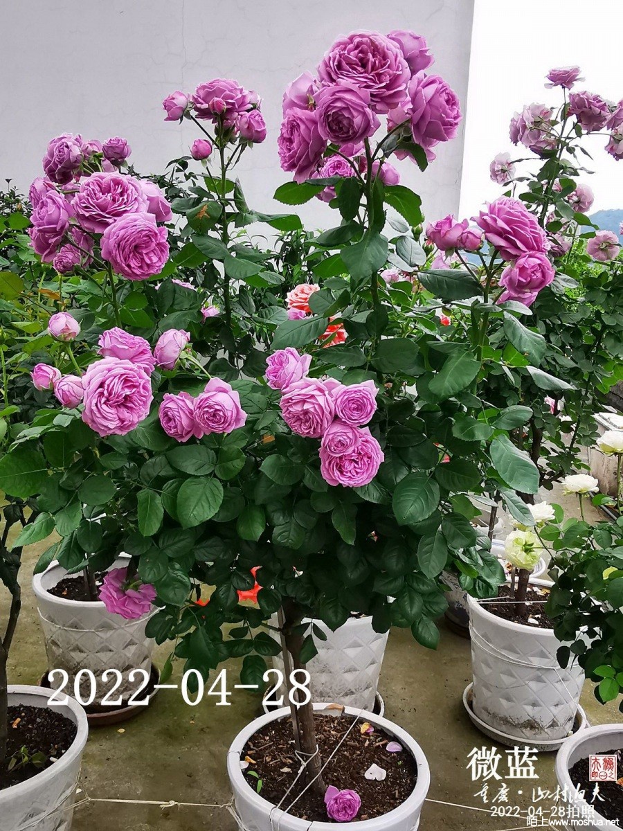 ΢��2022-04-28.jpg