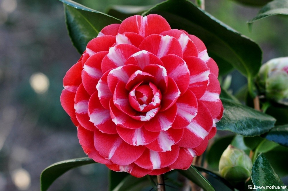 ������ŷ (7).JPG