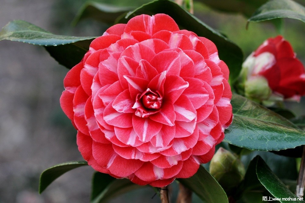 ������ŷ (12).JPG