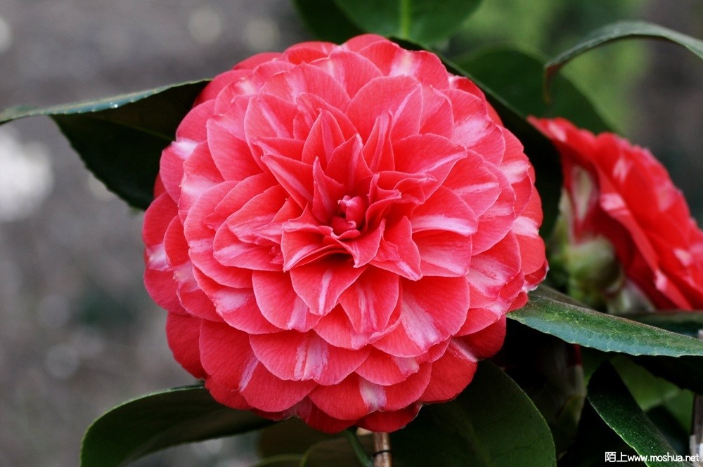 ������ŷ (16).JPG