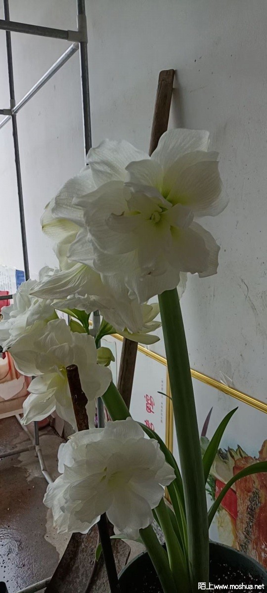 mmexport1651291706964.jpg
