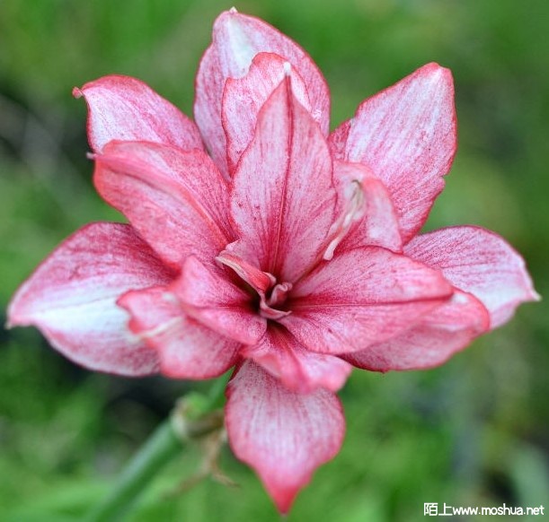 Grace elizabeth.jpeg