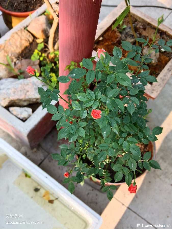IMG_20220501_071102.jpg