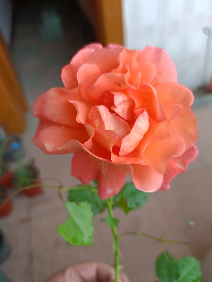 IMG_20220501_155400.jpg