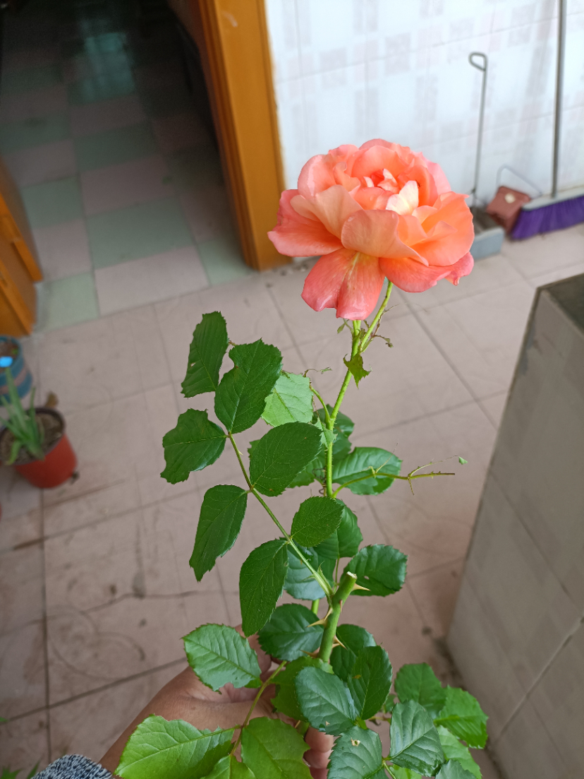 IMG_20220501_155451.jpg