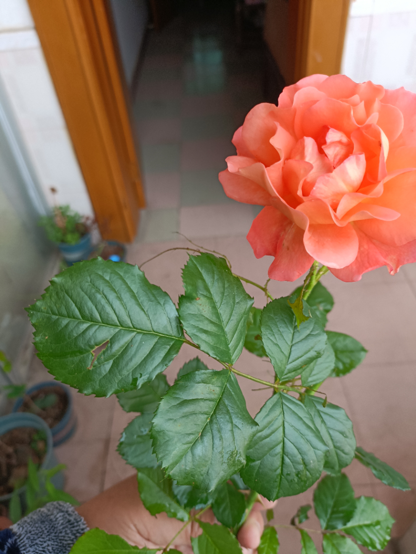 IMG_20220501_155514.jpg