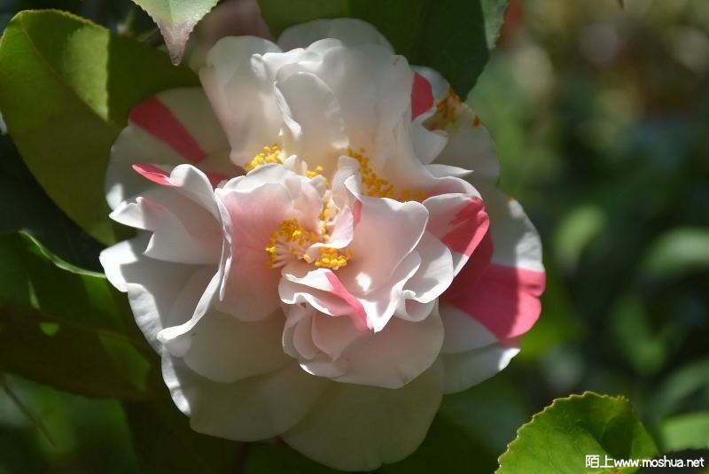DSC_00010001.JPG