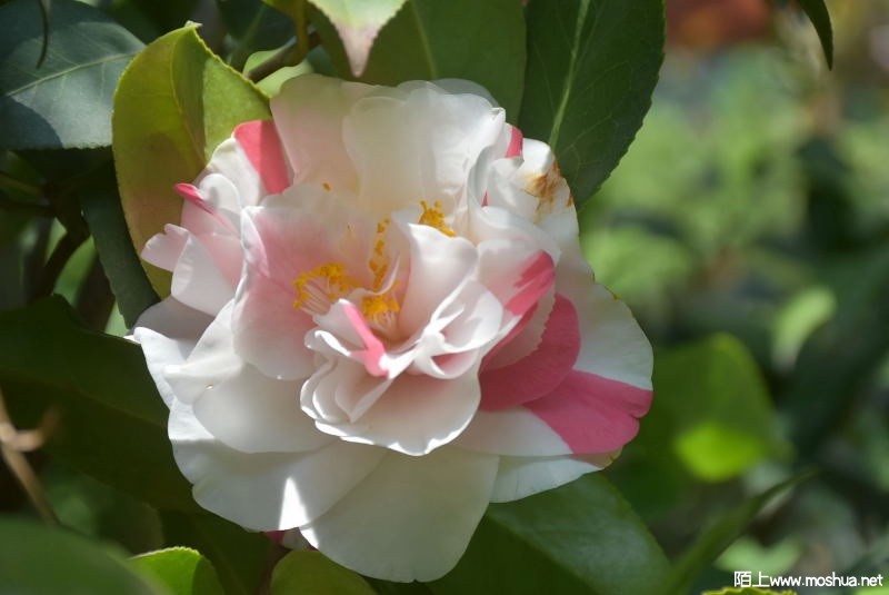 DSC_00060006.JPG