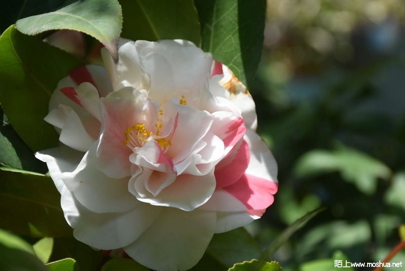 DSC_00070007.JPG