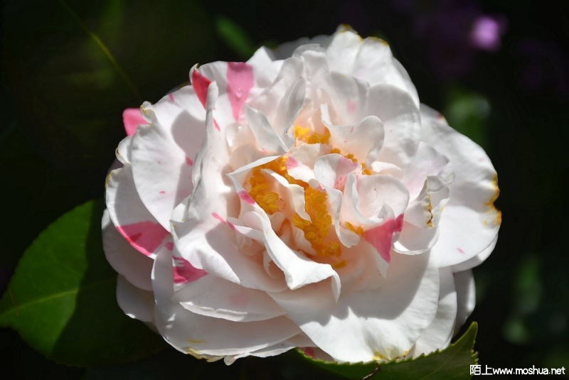 DSC_00780078.JPG