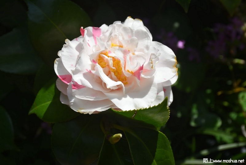 DSC_00710071.JPG