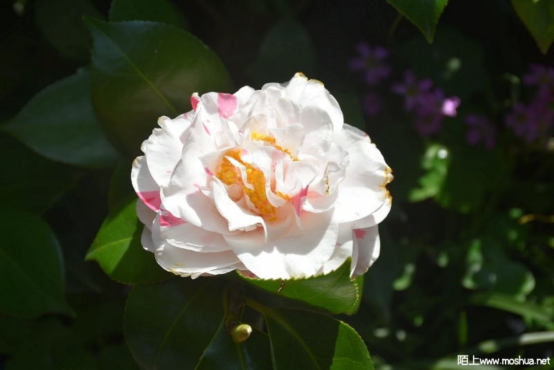 DSC_00640064.JPG