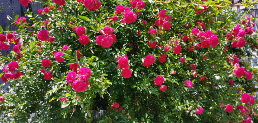 IMG_20220503_123351.jpg