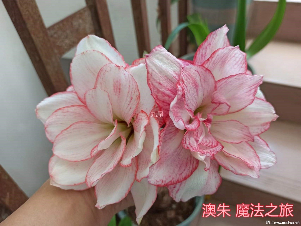ħ��֮��03.jpg