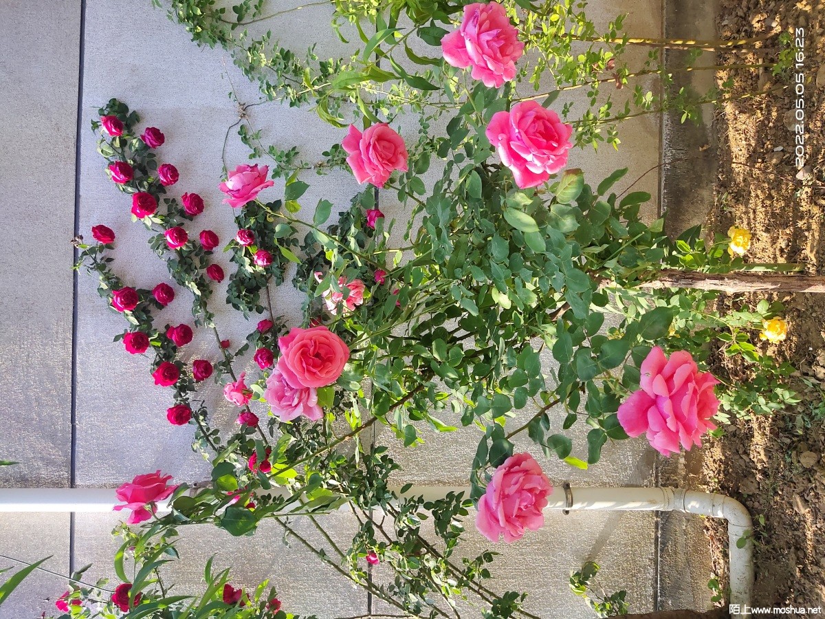 IMG_20220505_162357.jpg