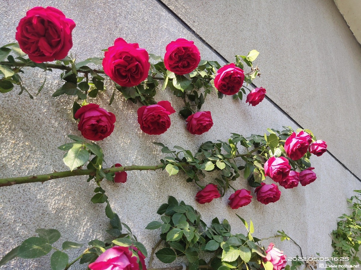 IMG_20220505_162557.jpg