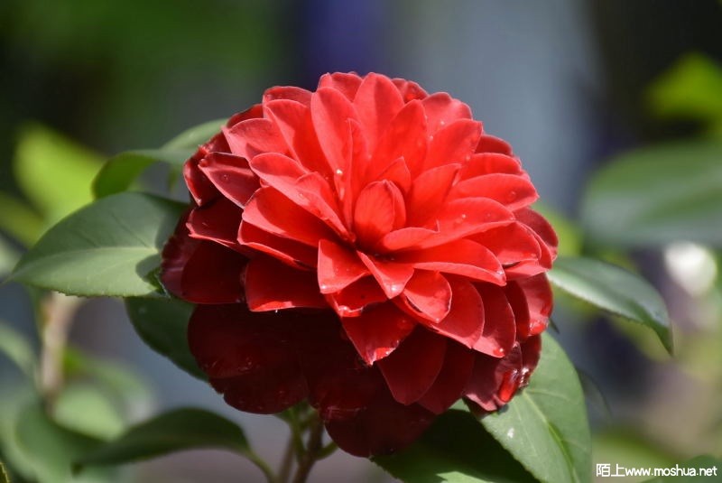 DSC_01350135.JPG