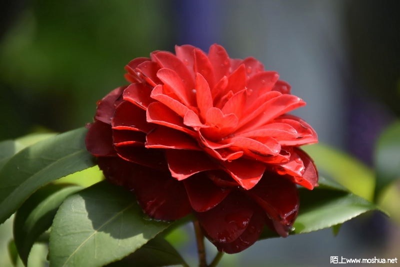 DSC_01490149.JPG