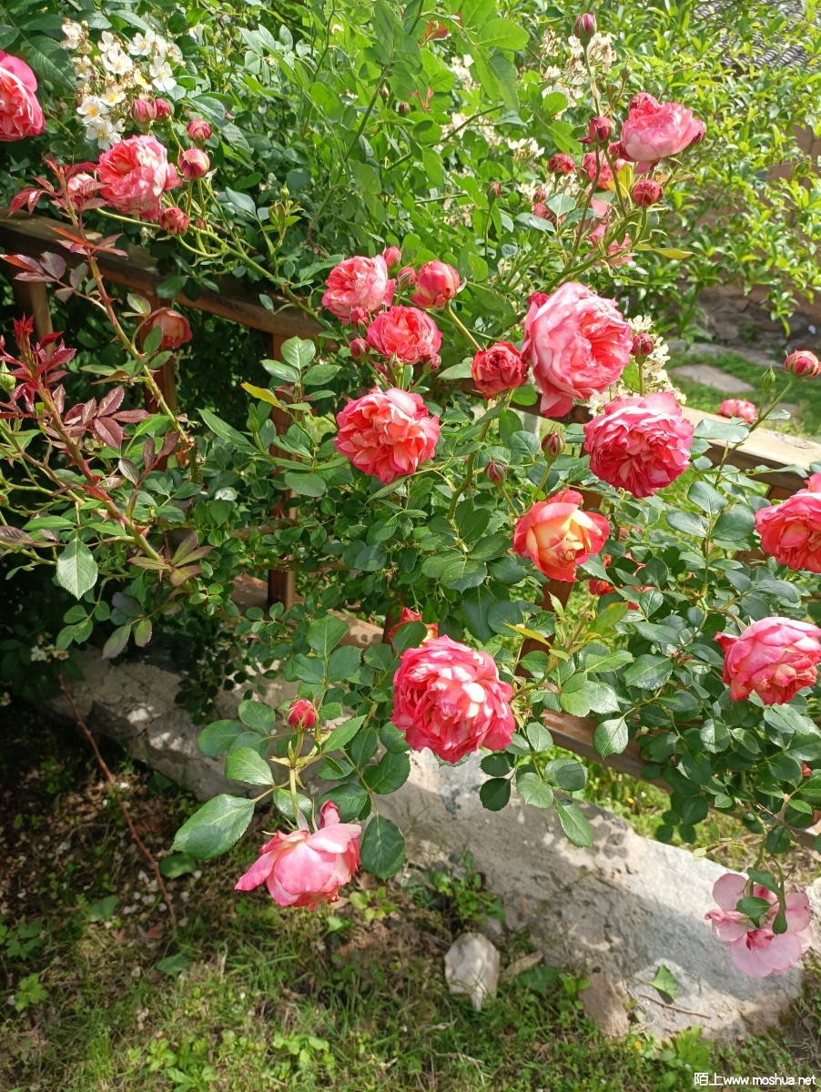 QQͼƬ20220511090126.jpg