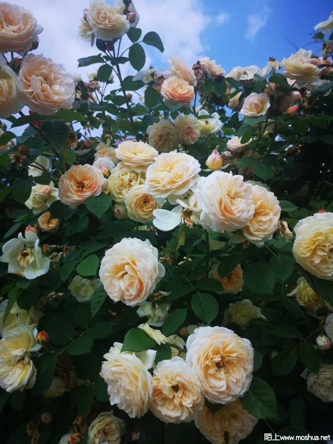 IMG_20220508_143527.jpg