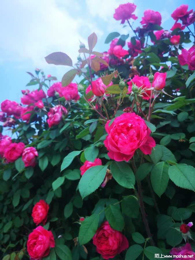 IMG_20220508_143550.jpg