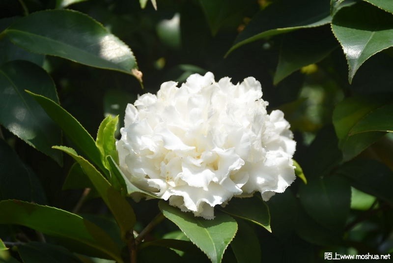 DSC_01570157.JPG