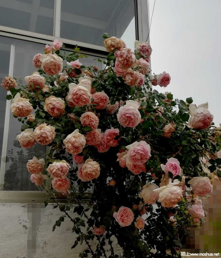 IMG_20220508_083237.jpg