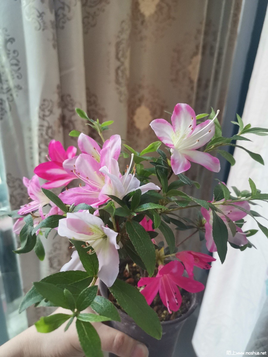 IMG_20220506_063717.jpg