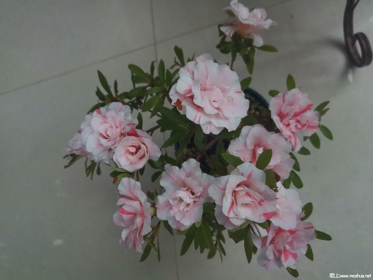 IMG_20220513_063348.jpg