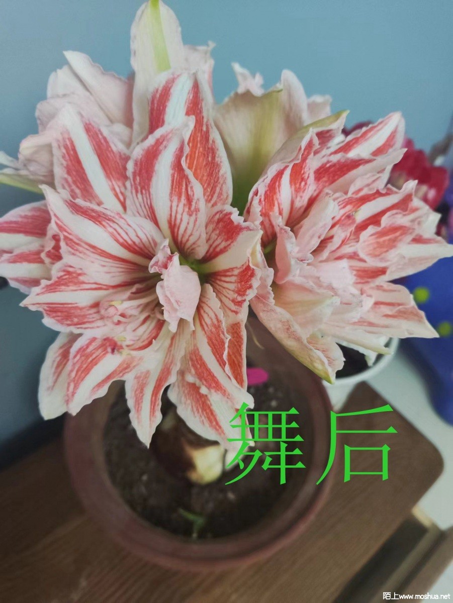 5a767722d85034de5f699b681d99242.jpg