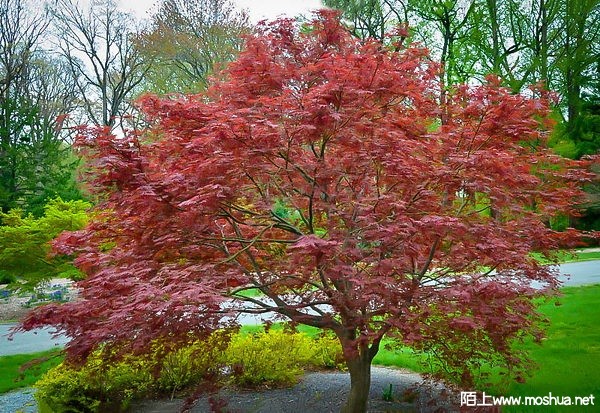 shwerwood-flame-japanese-maple-11-600x413.jpg