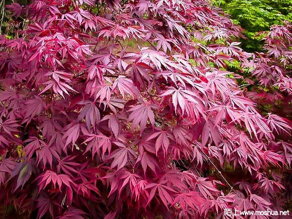 shwerwood-flame-japanese-maple-21-600x450.jpg