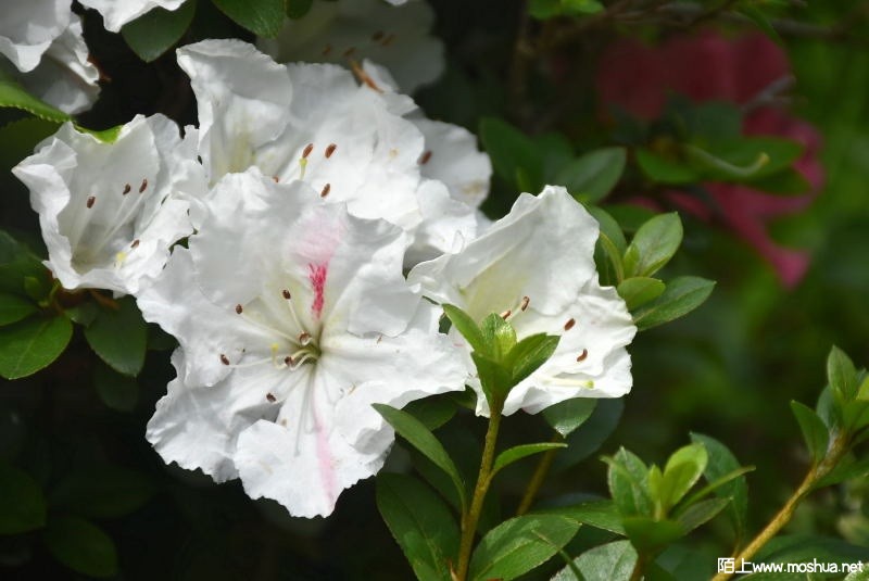 DSC_00920092.JPG