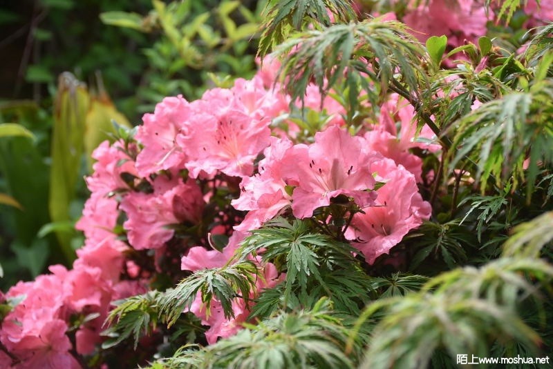 DSC_01040104.JPG