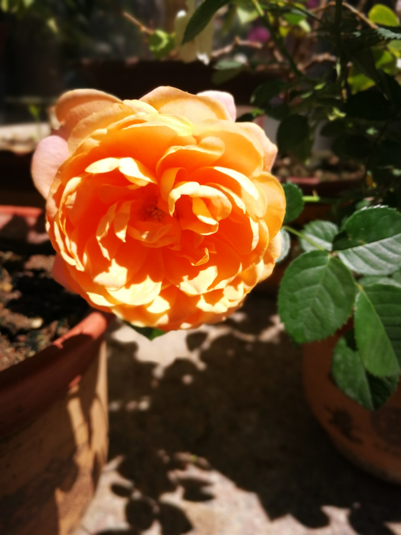 IMG_20220624_095758.jpg