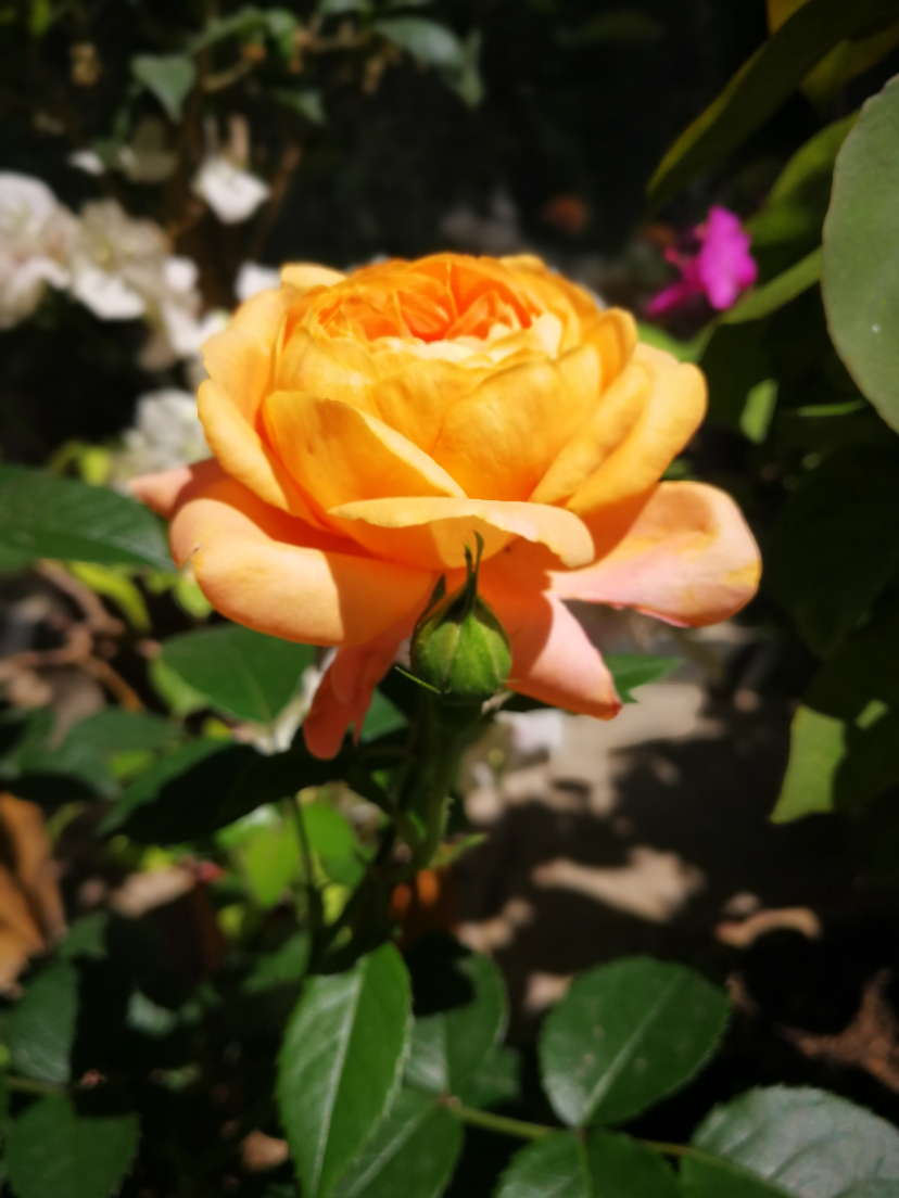IMG_20220624_095740.jpg