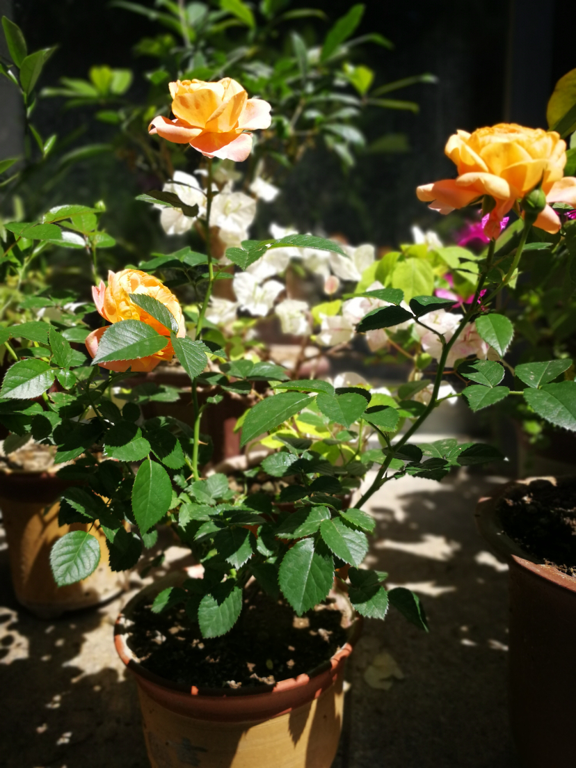 IMG_20220624_095822.jpg
