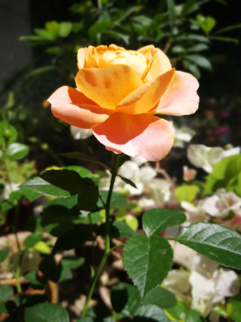 IMG_20220624_095746.jpg