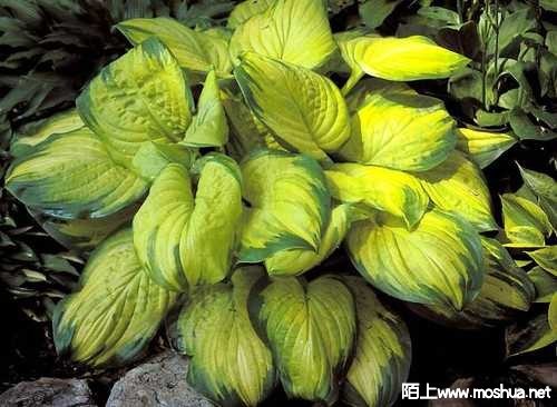 Stained-Glass-Hosta-3__18250.1660760329.500.659.jpg