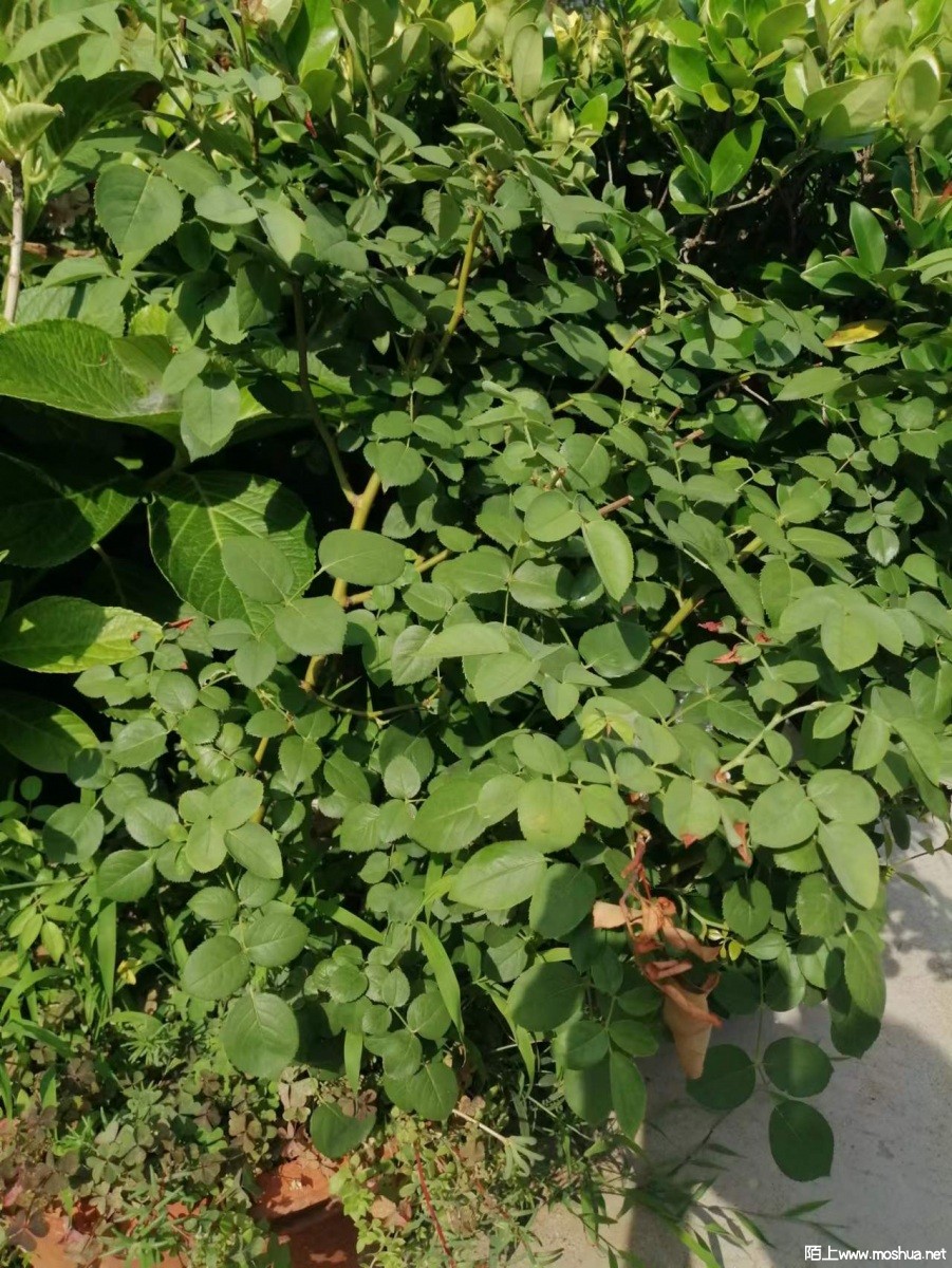 ΢��ͼƬ_20220902170004.jpg