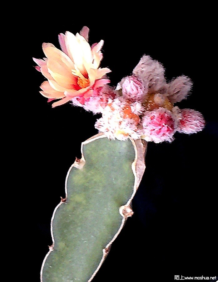 DSCF0008 (2).JPG